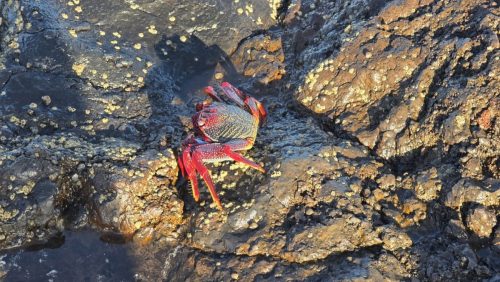 20251102 164217-Sredni