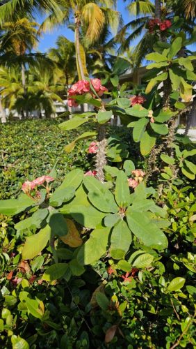 20260224 0848081-Sredni