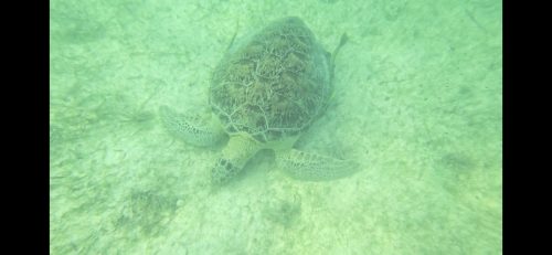 IMG-20250510-WA0017