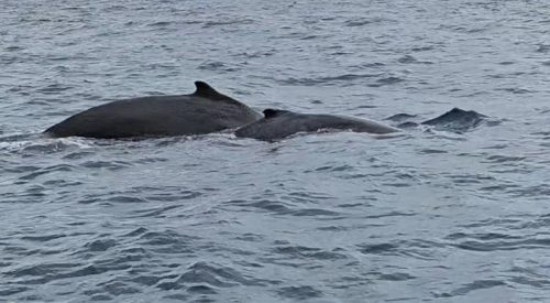 Zrzut-ekranu-2026-02-27-060300